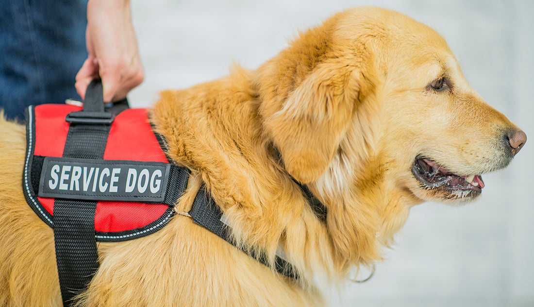 Emotional Support Animals (ESAs) vs service dogs.