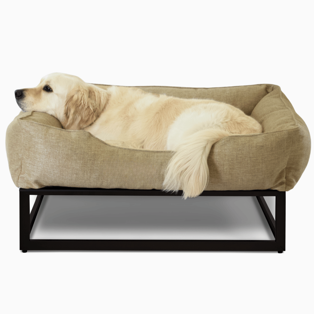 Are raised beds good for older dogs?