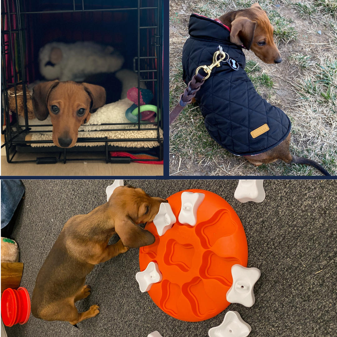 Triangle Method of Puppy Housebreaking