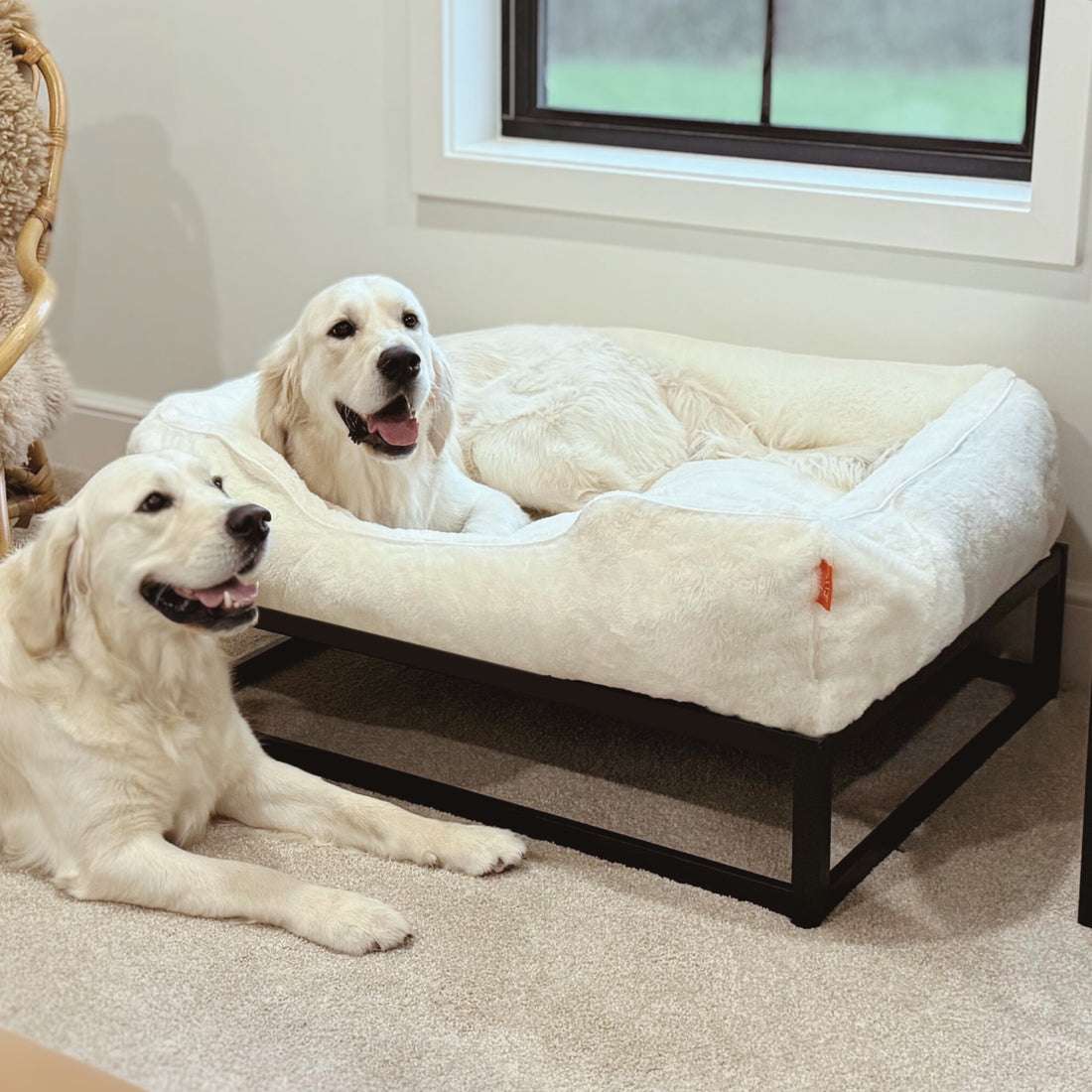 Fuzi's best bed for large dogs