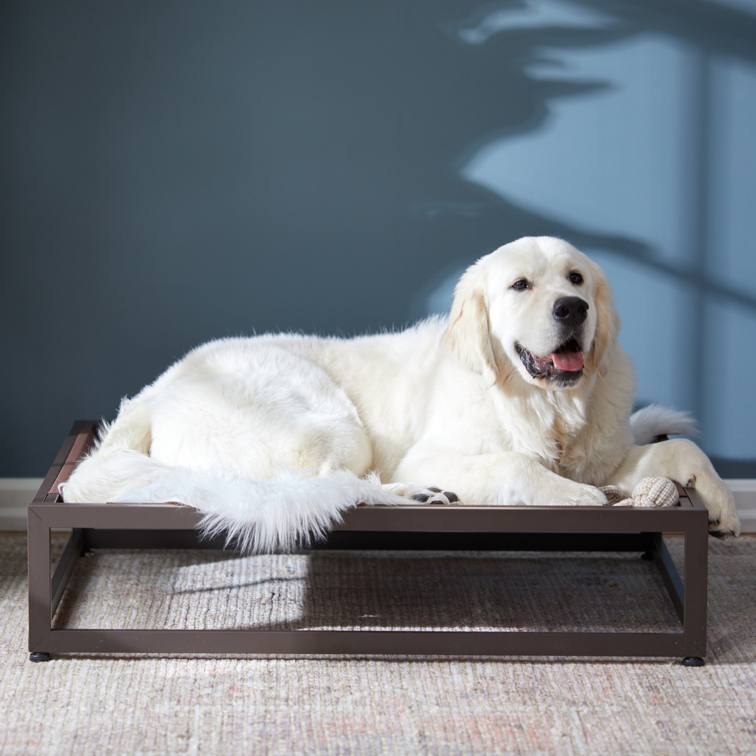 Downy Insulated Elevated Dog Beds For Improved Health photo