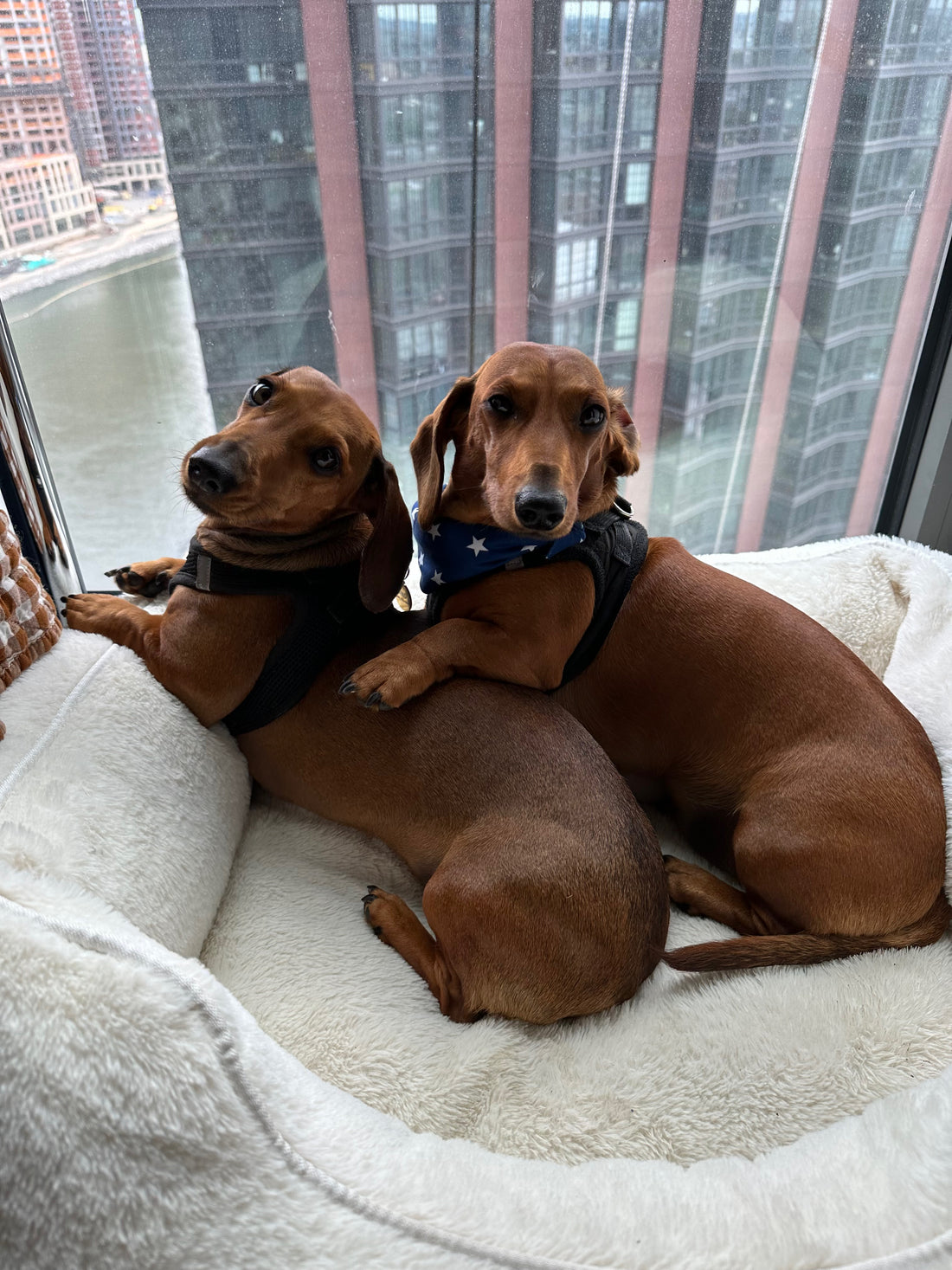 Fuzi's elevated dog luxury bed