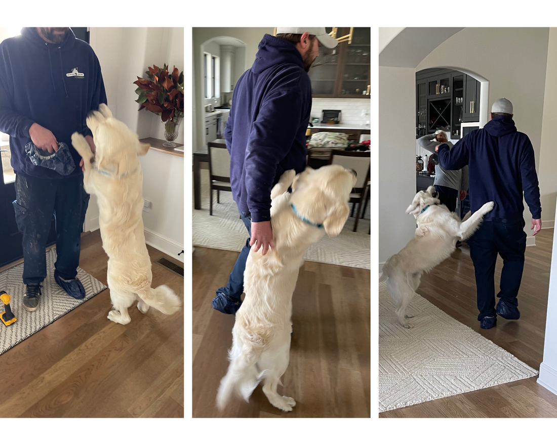 Stop dog from jumping