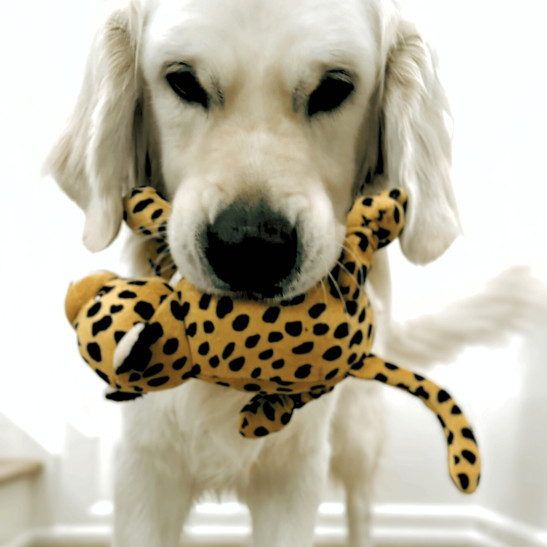 Why Golden Retrievers Greet You With a Stuffed Animal (Every. Single. Time.)