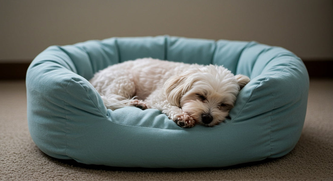 Dog Sleeping in Dog Bed: Why It Matters More Than You Think