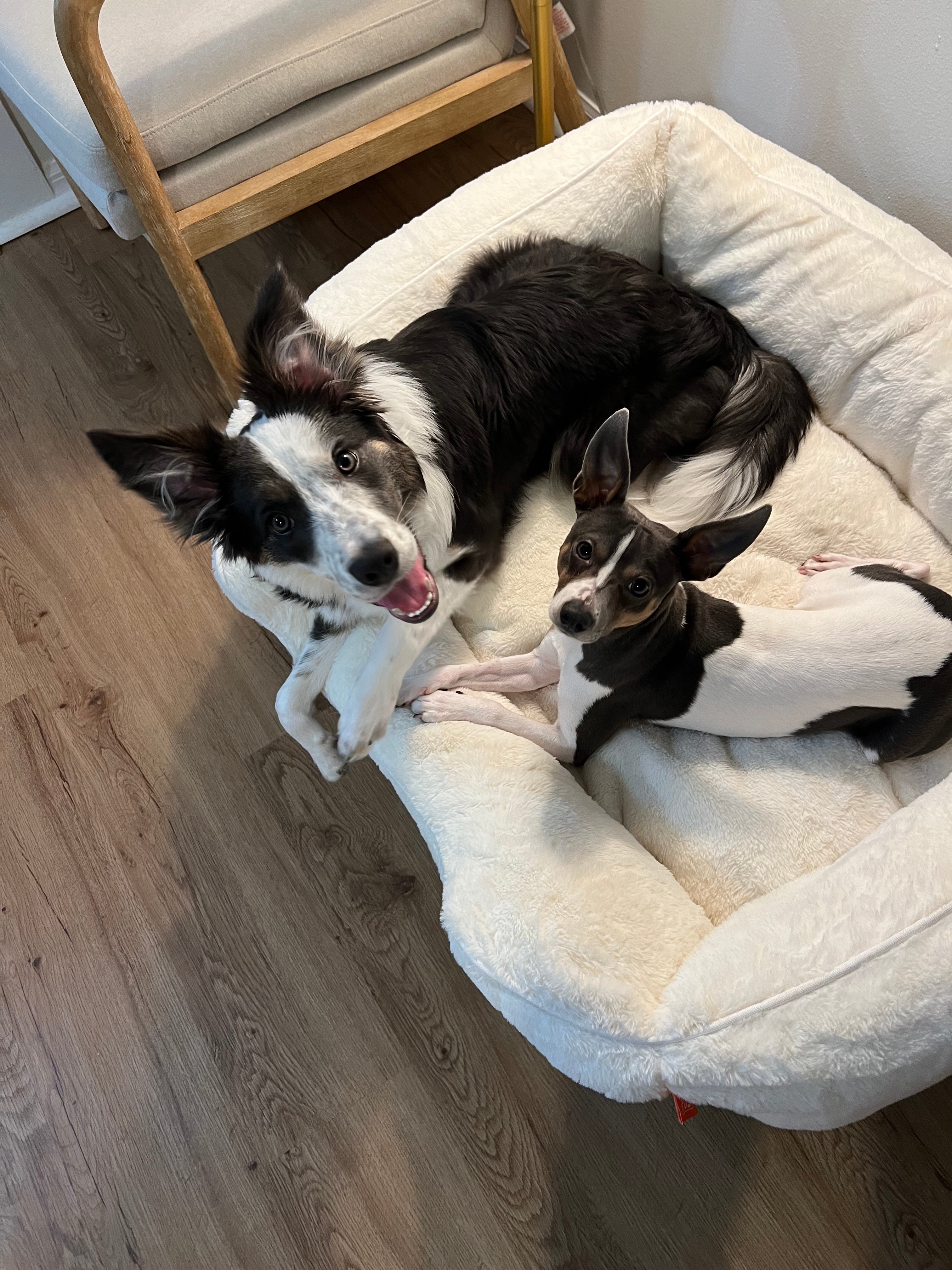 View of For the Love of Elevated Dog Beds – FÜZI