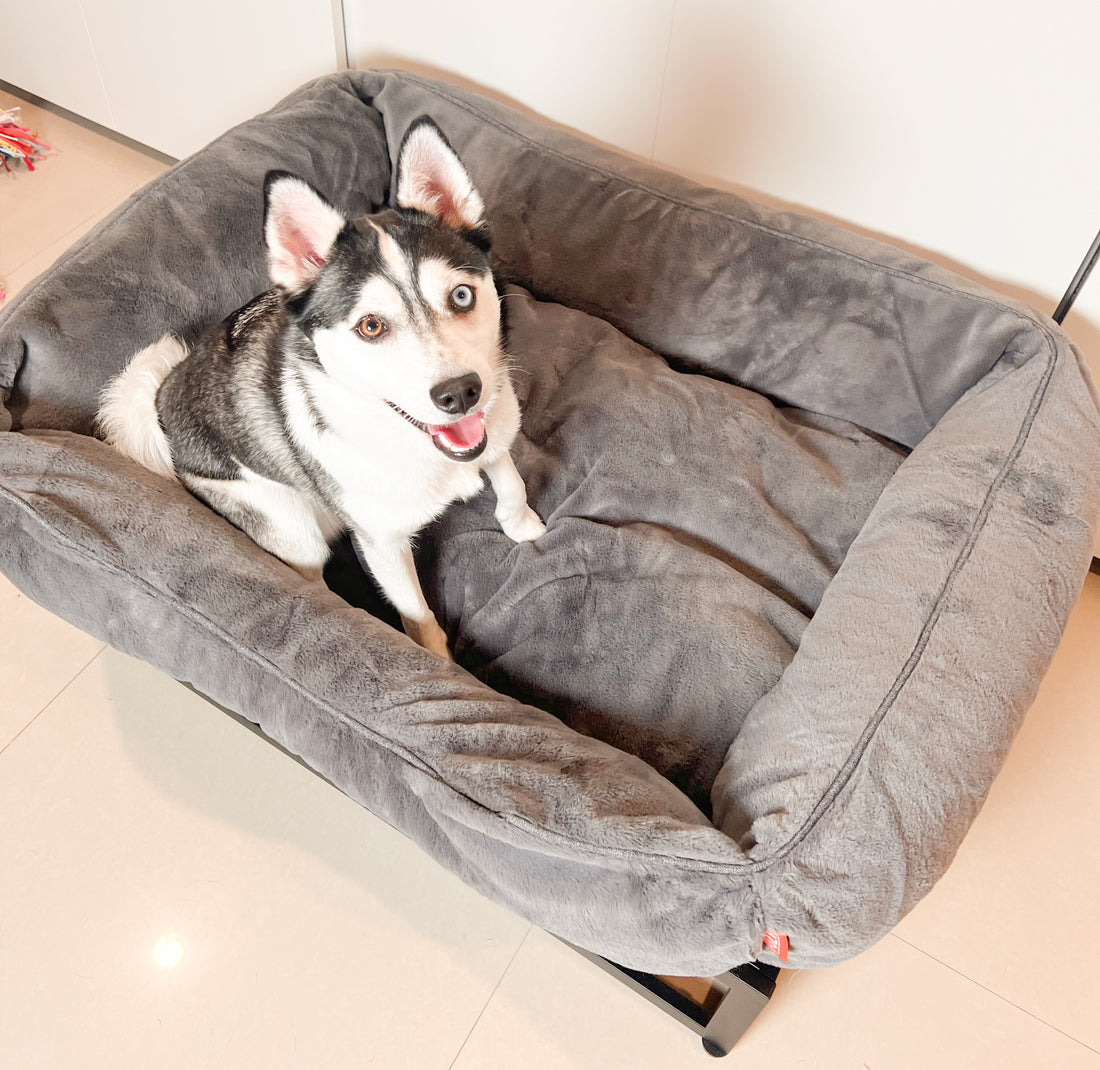 Fuzi's elevated dog beds for dogs