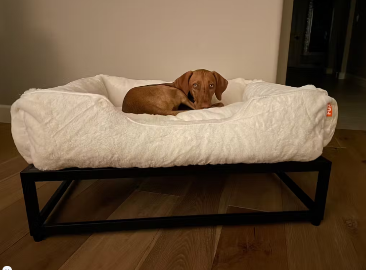 What Makes Dogs Sleepy? The Soothing Science Behind Your Pup’s Snoozes