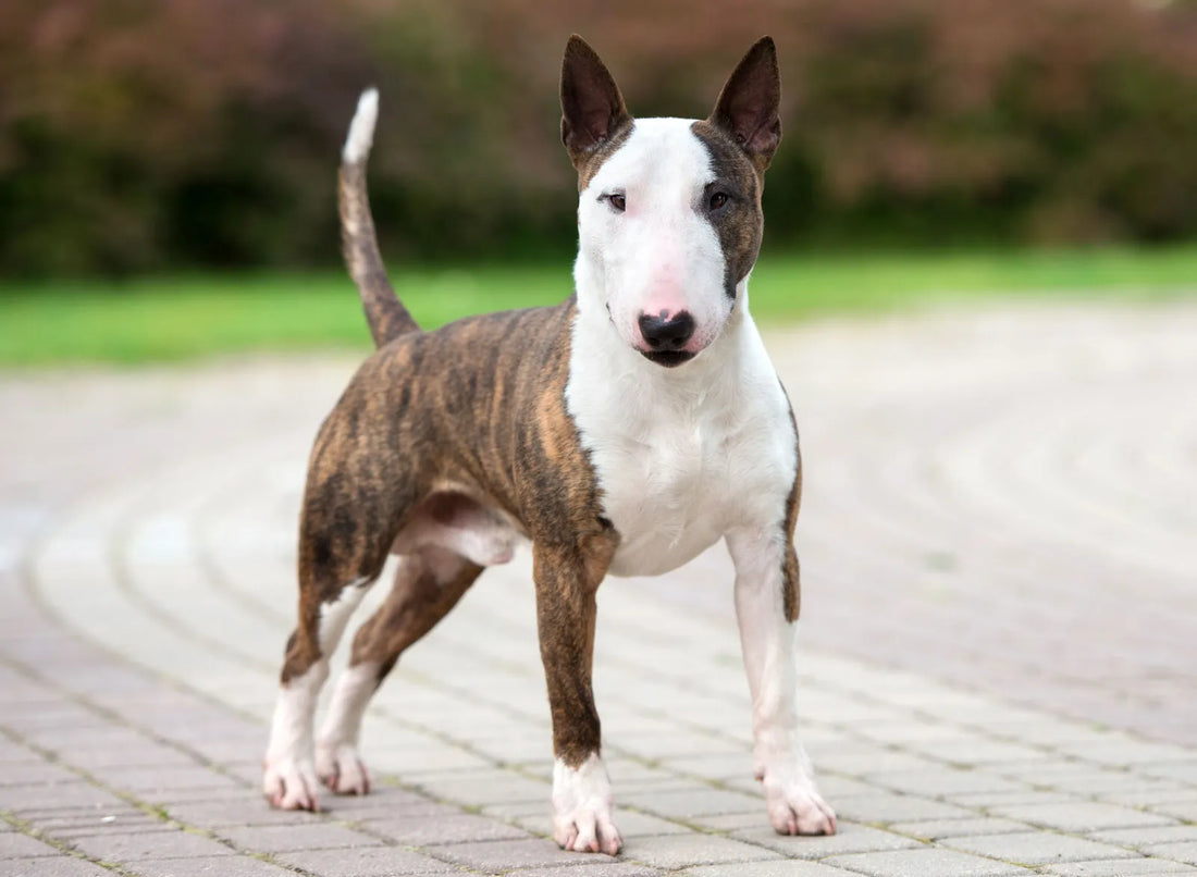 FÜZI Pets- Can Dogs Be Autistic?
