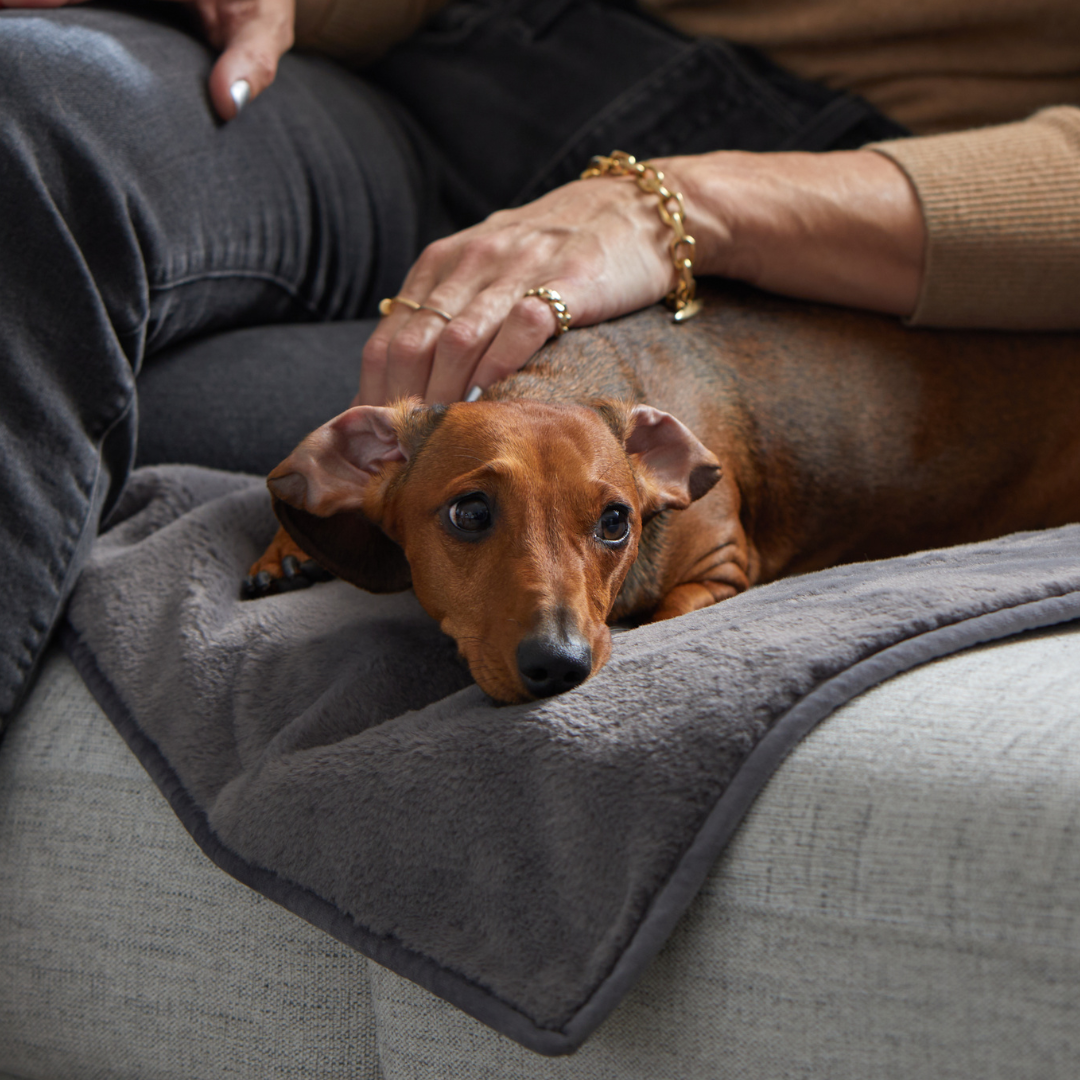 Pet Sitter for your pet