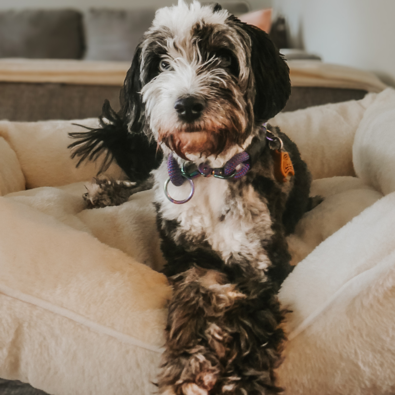 Coping Process for Dogs During Fireworks