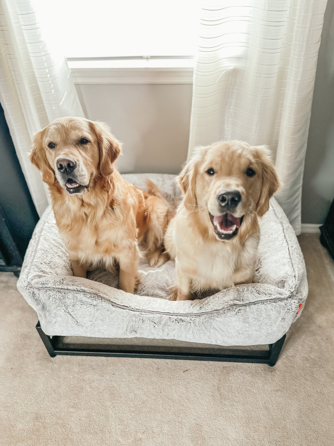 Dog Beds For Large Dogs