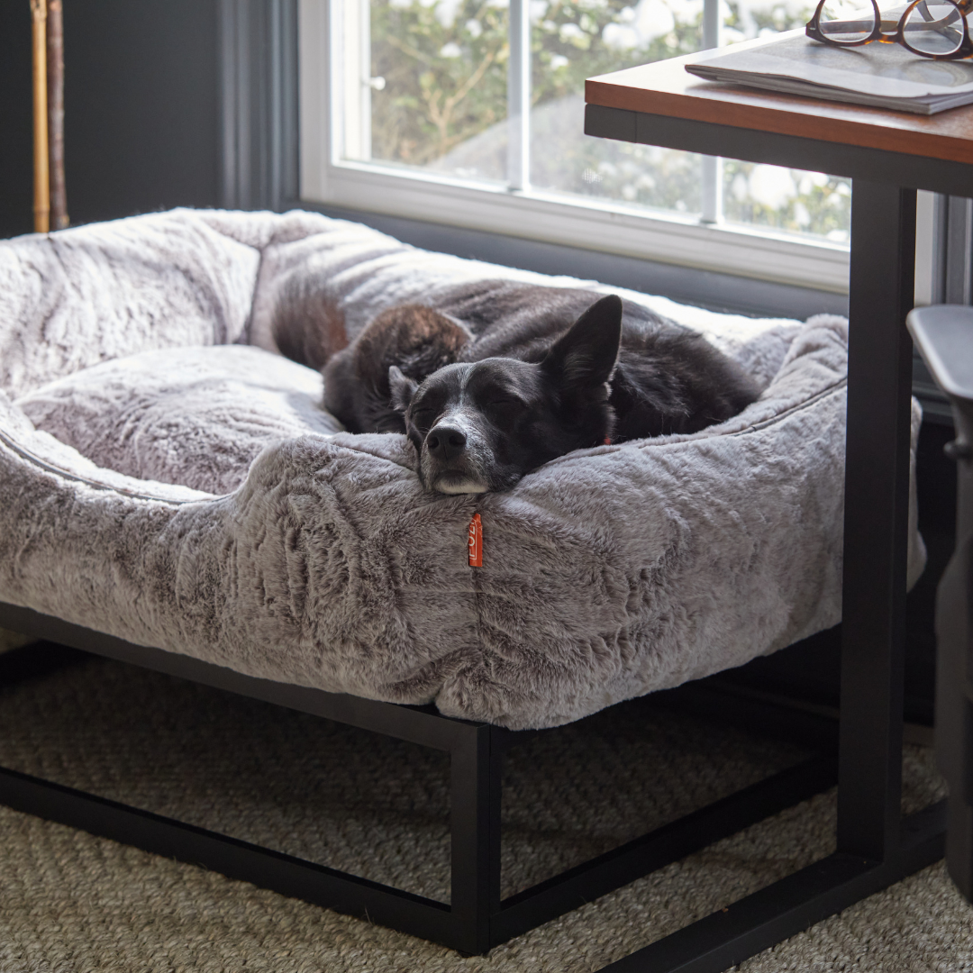 From Watchdog to Innovator A Dog Window Seat Inspired FUZI Pets