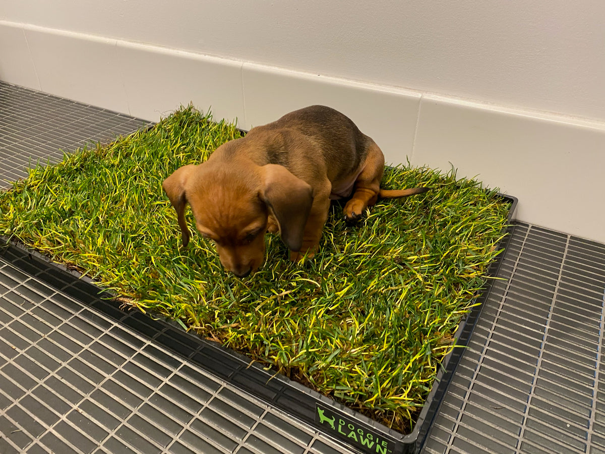 Potty Training for Dogs