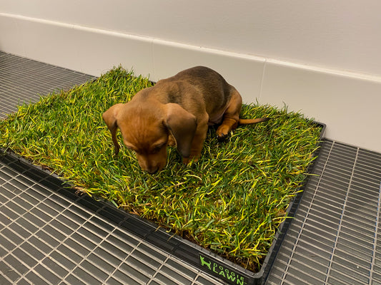 Potty Training for Dogs