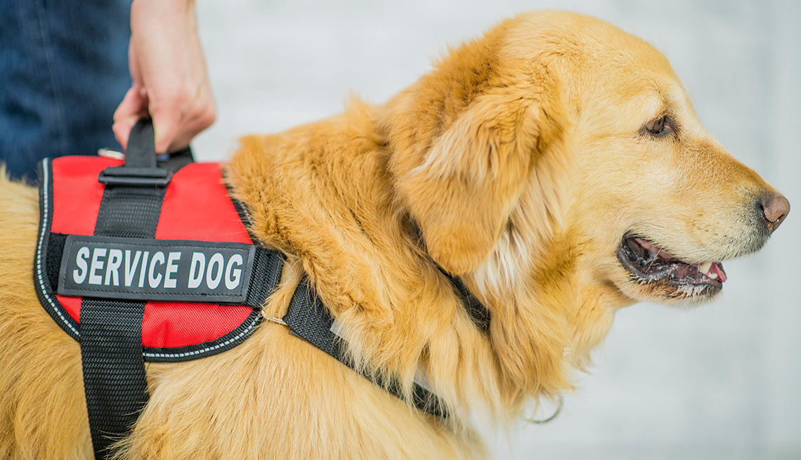 Emotional Support Animals (ESAs) vs service dogs.