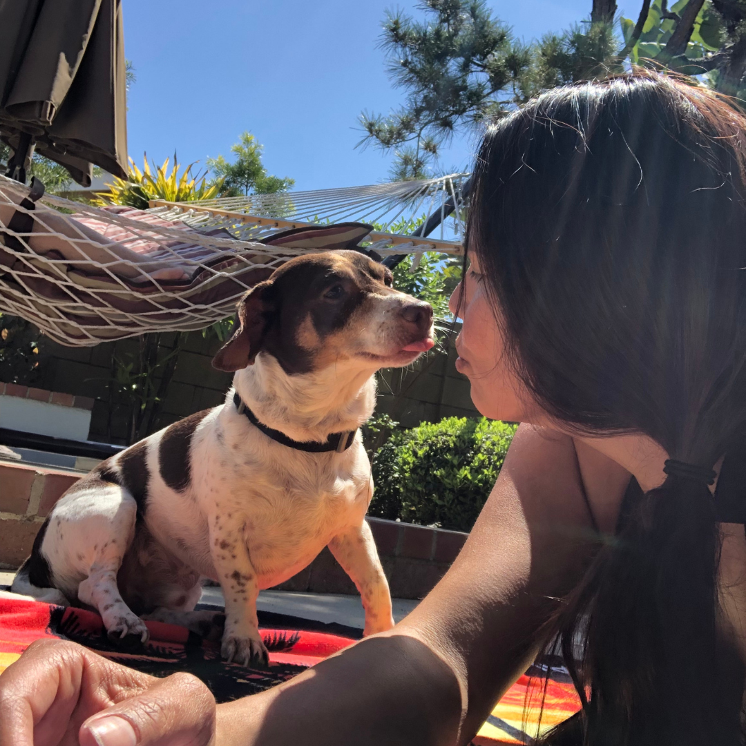 How to Train Your Dog Not to Jump