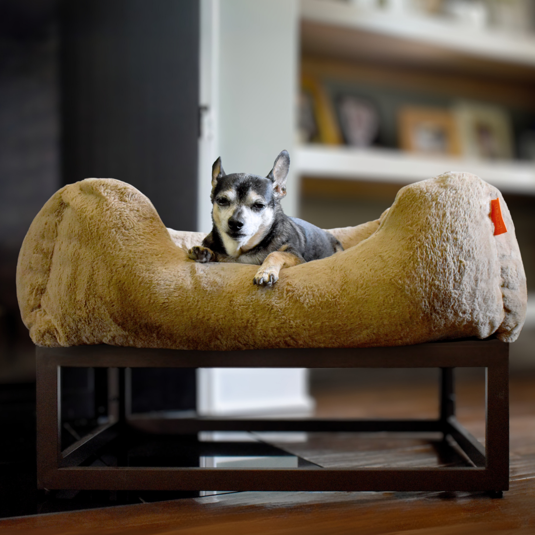 Why Do Dogs Scratch Their Beds?
