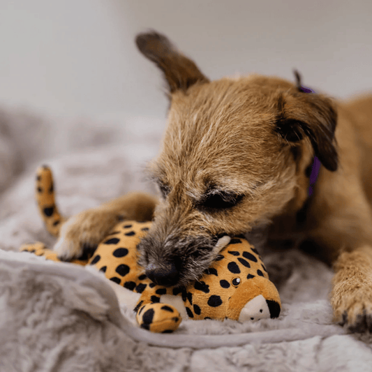 Do Bed Bugs Bite Dogs? Signs, Symptoms & Prevention