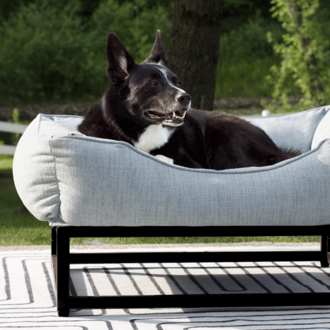 Find the Perfect Large Dog Bed Size: Expert Guide