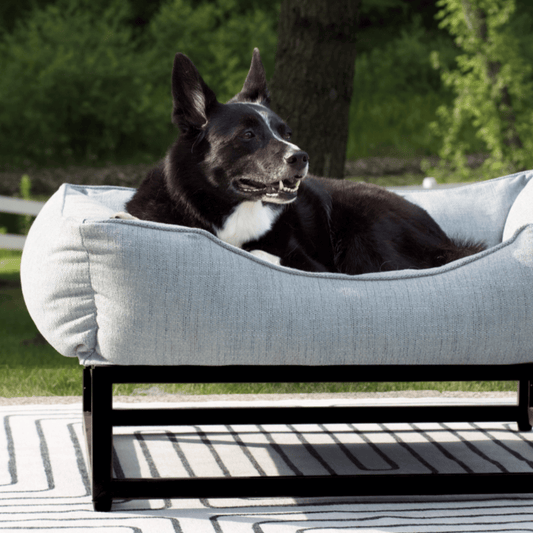 Find the Perfect Large Dog Bed Size: Expert Guide