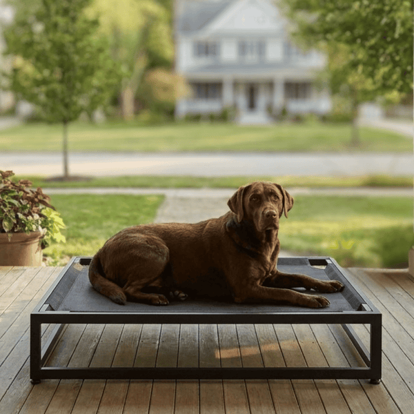 A Cleaner Summer: How Elevated Dog Beds Keep Dogs Cleaner