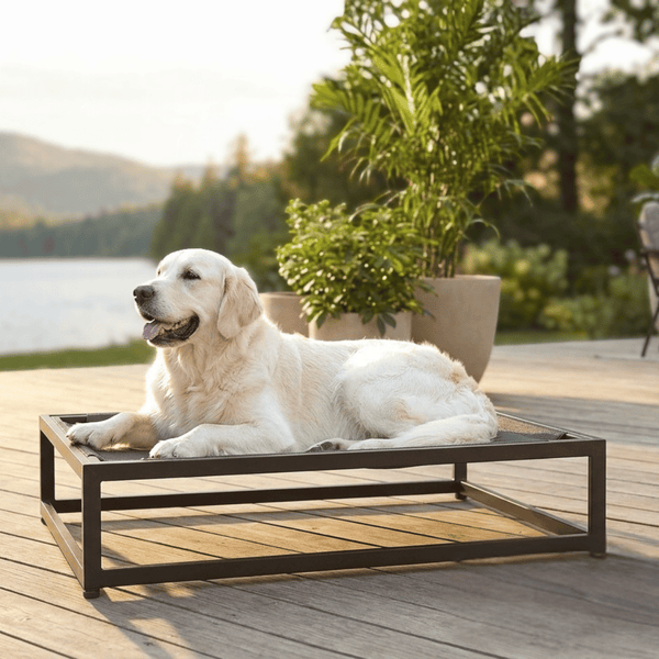 Why Elevated Dog Beds Shine in Summer
