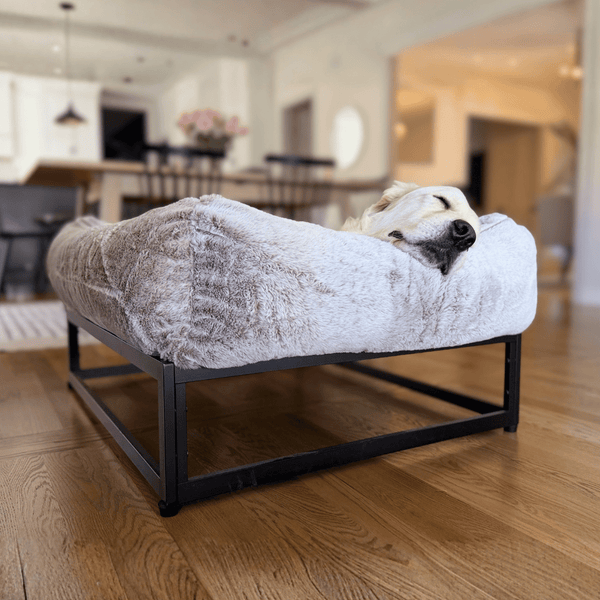 Best Elevated Dog Beds: What to Look for Before You Buy