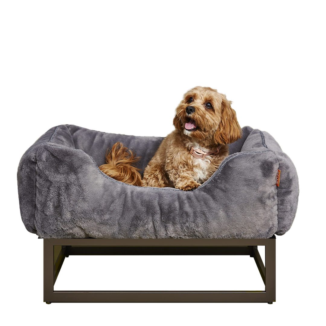 The Comfort and Style of Modern Dog Beds
