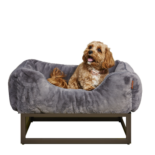 The Benefits of Modern Dog Beds