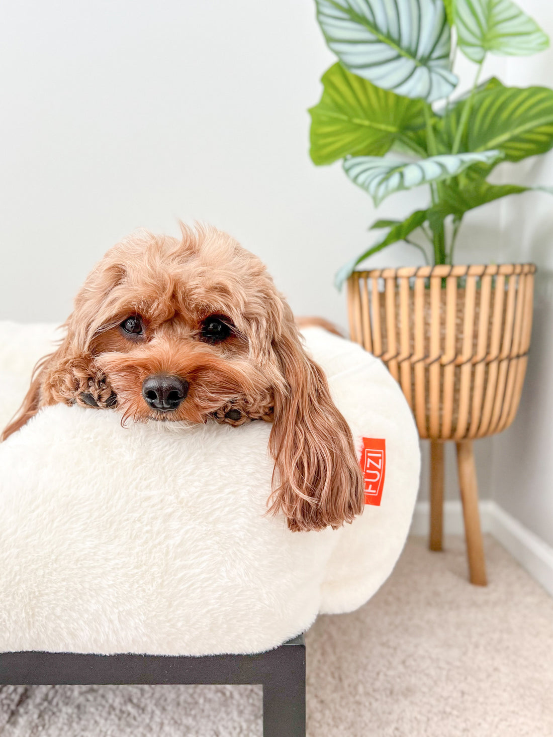 Benefits of a Raised Dog Bed