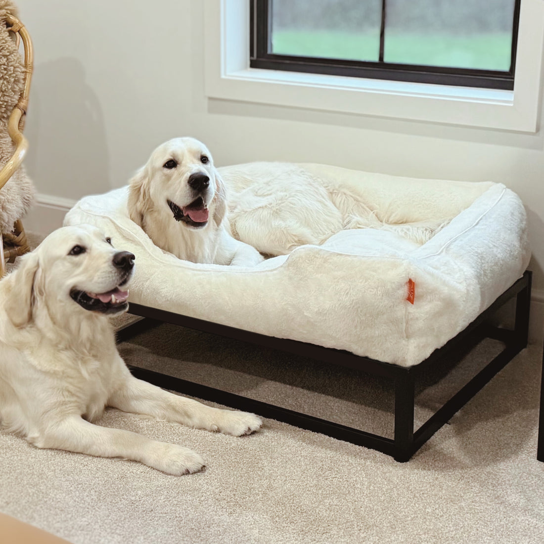 A Guide to Dog Beds for Large Dogs