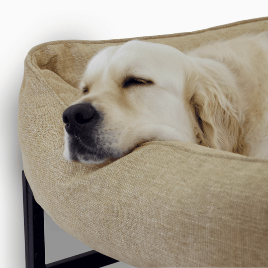 Optimal Dog Beds for Golden Retrievers: Top Picks
