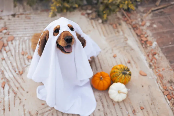 Halloween Pet Parade in Long Island City!