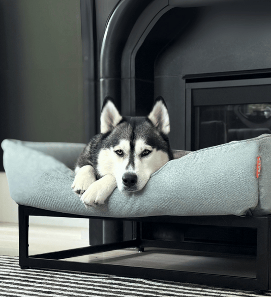 Best Dog Beds for Large Dogs in the USA (2025 Guide)