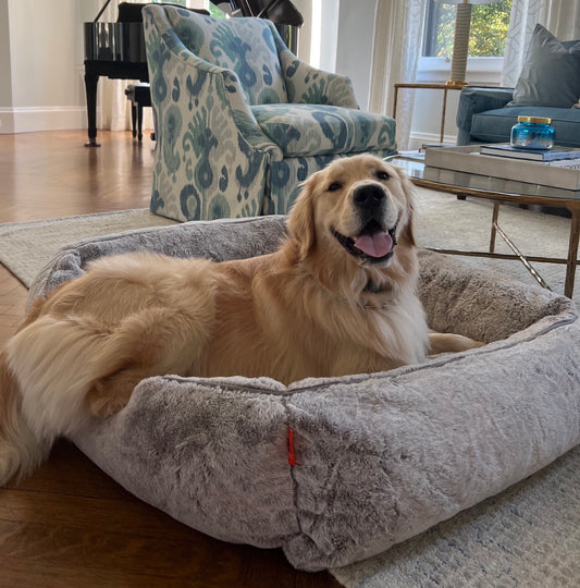 Luxury Canine Comfort: Elevating Dog Beds to New Heights