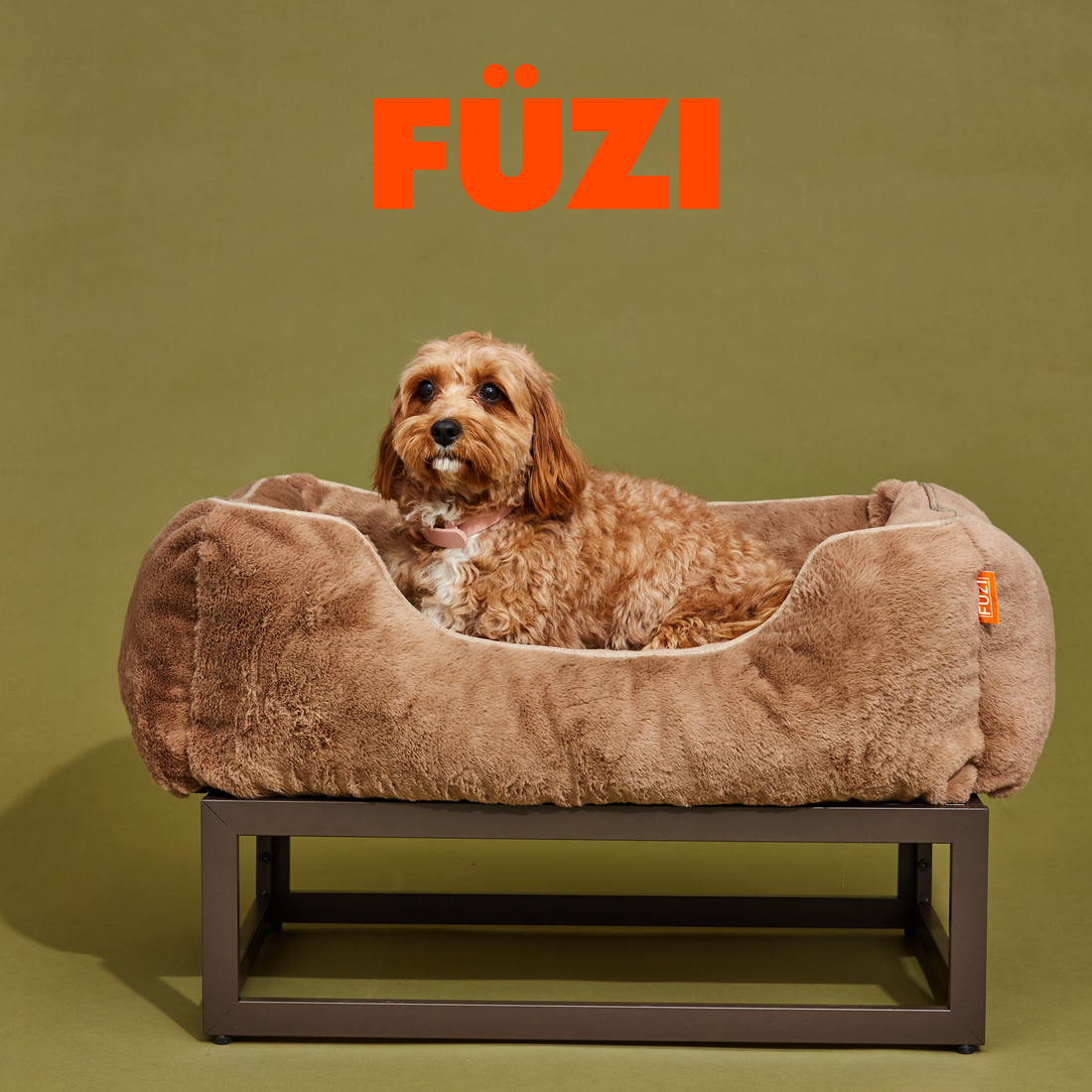 The Best Elevated Dog Beds