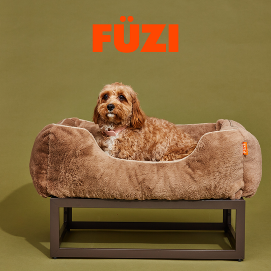 Best Elevated Dog Beds