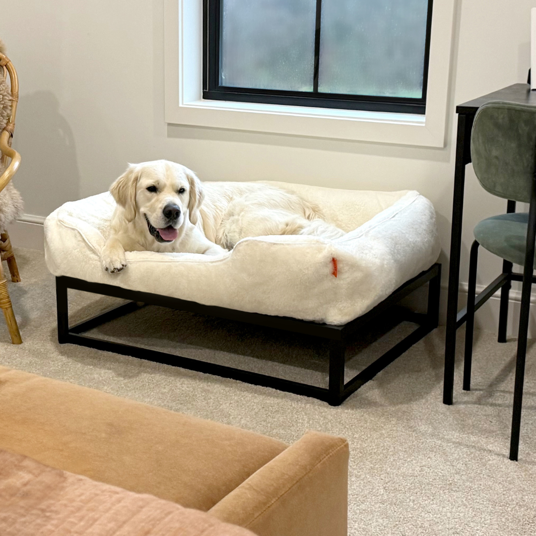 The Case for White Dog Beds