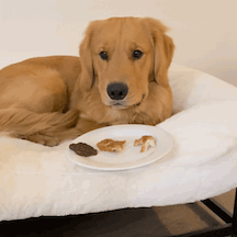 Human food for dogs