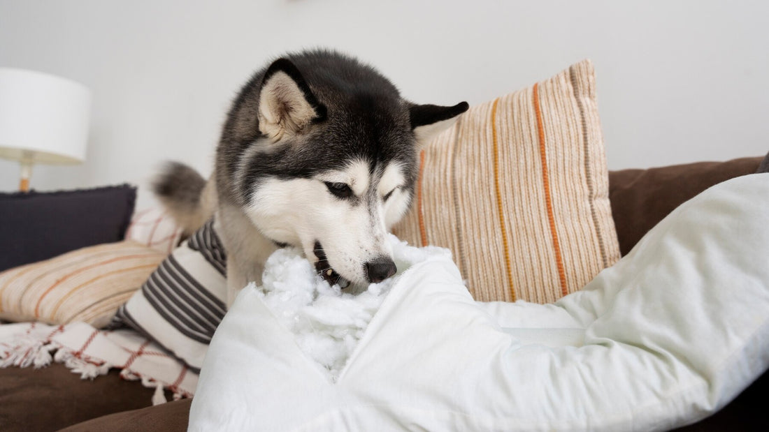 Why Do Dogs Scratch Their Beds?