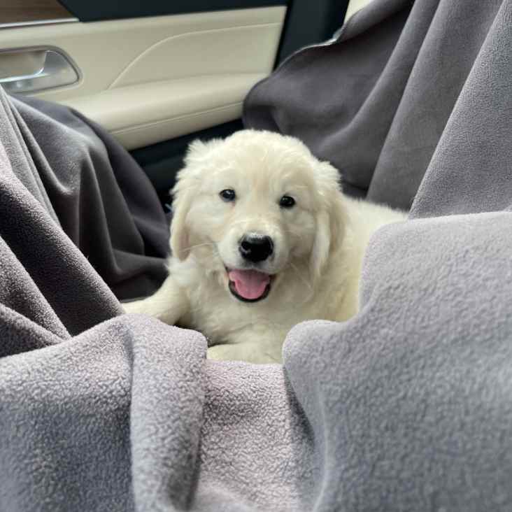 dog in a car seat