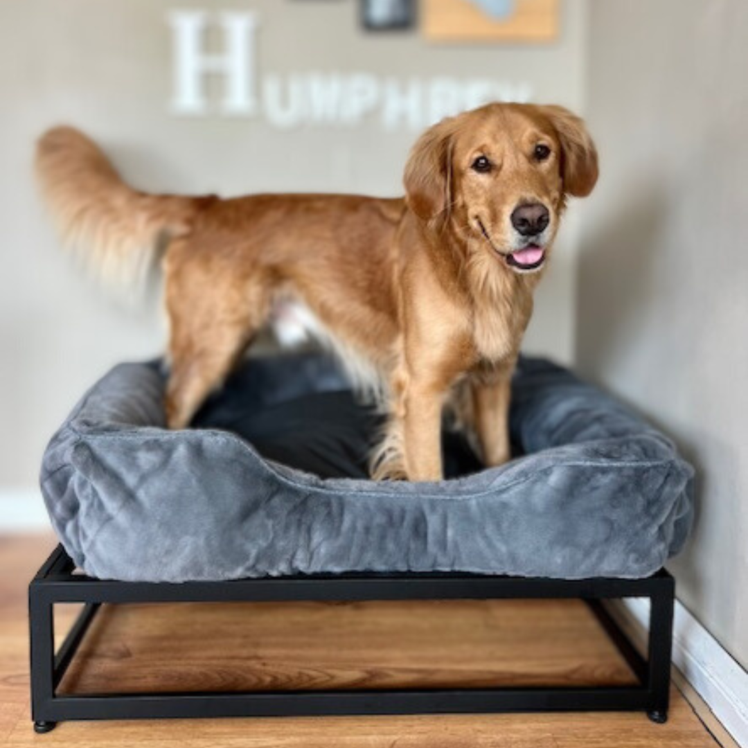 Golden Retriever on a FUZI Dog Bed in Grey