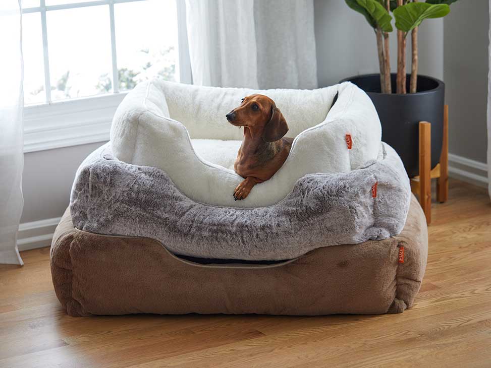 How to Keep Dog Hair Off Your Couch (Proven Pet Owner Tips)