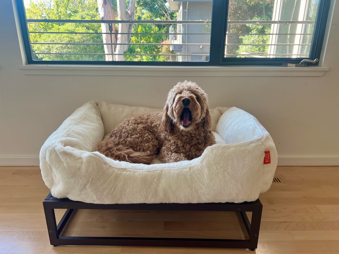 Offering comfort and support, Fuzi's elevated pet beds