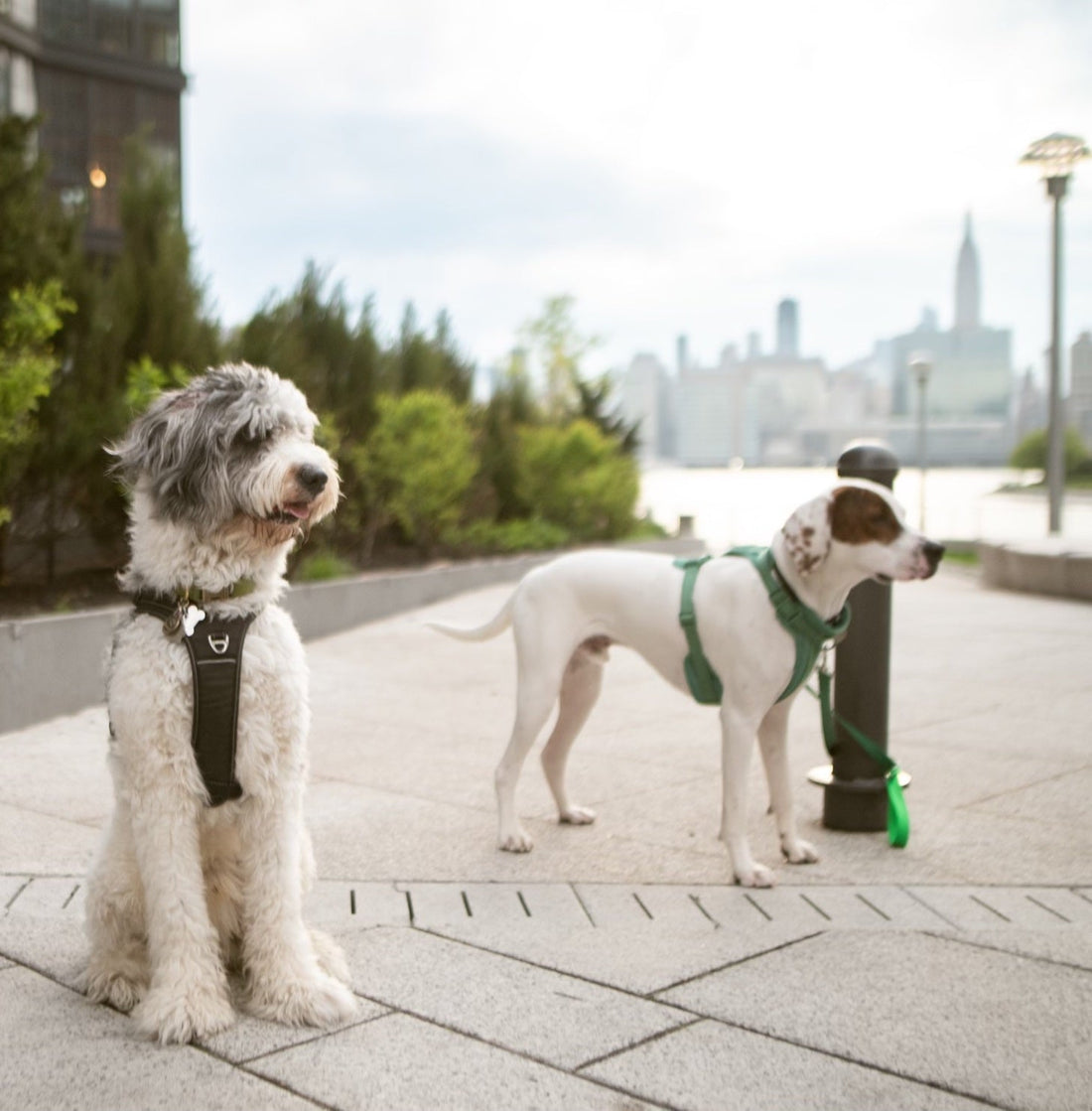 Fuzi Pets Launches in Brooklyn