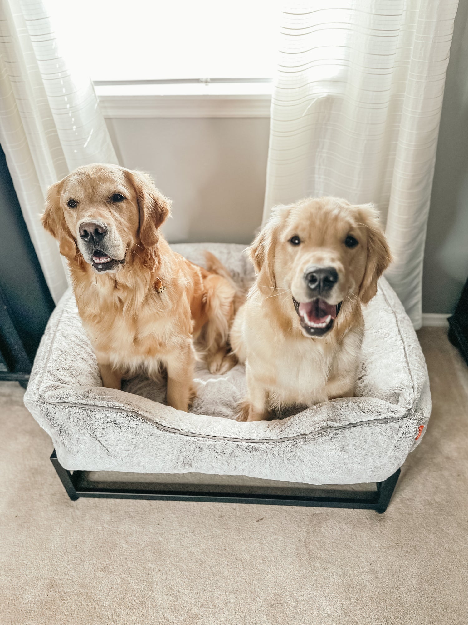 Dog Beds For Large Dogs