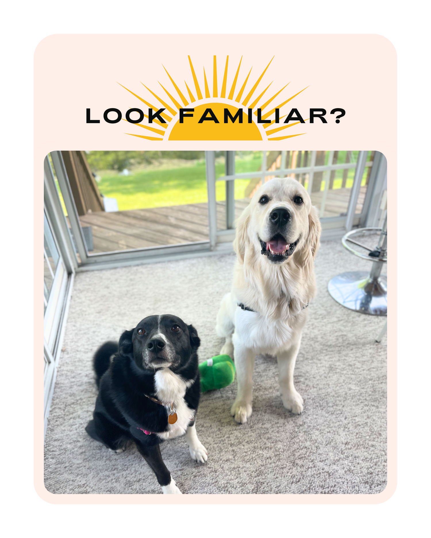Summer activities with dogs