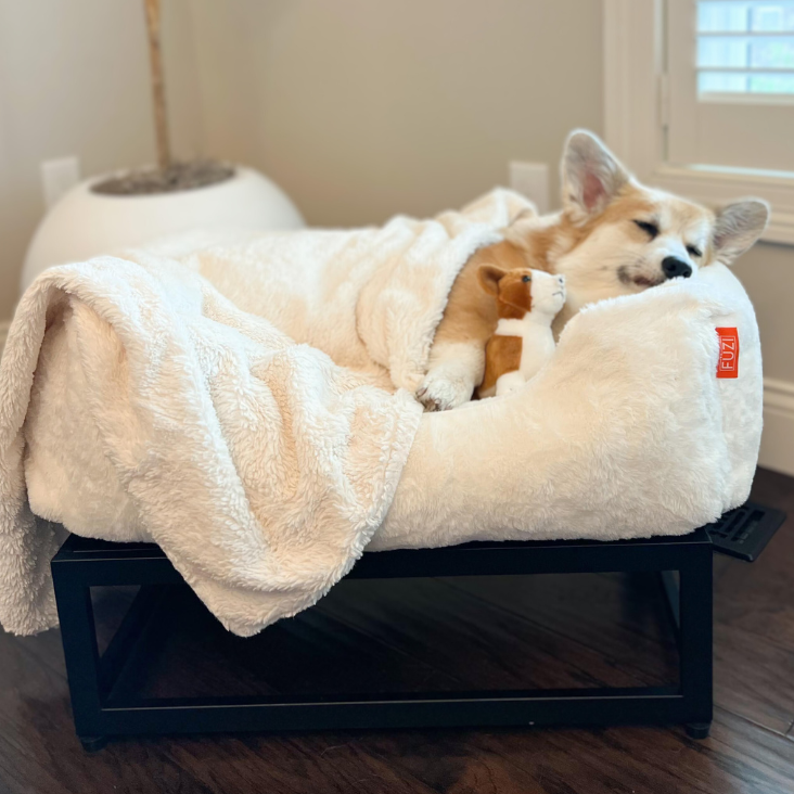 Help Your Dog Sleep Whole Night with Elevated Dog Beds