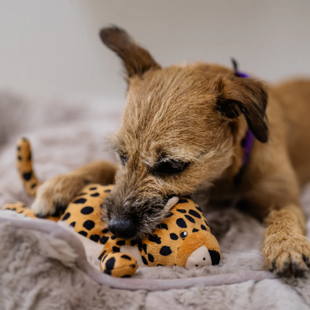 African Leopard Dog Toy